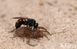 Anoplius viaticus