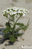 Common yarrow (Achillea millefolium)