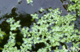 Various-leaved Waterstarwort (Callitriche platycarpa)