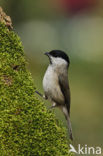 Glanskop (Parus palustris)