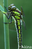 Hairy Dragonfly (Brachytron pratense)