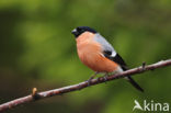 Eurasian Bullfinch (Pyrrhula pyrrhula)