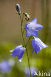 Grasklokje (Campanula rotundifolia)