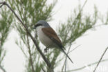 Red-backed Shrike (Lanius collurio)