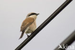 Red-backed Shrike (Lanius collurio)