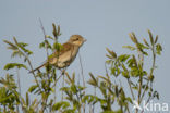Red-backed Shrike (Lanius collurio)