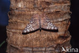 Grey Cracker (Hamadryas februa)