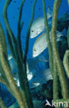 grey snapper (Lutjanus griseus)