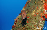 grey snapper (Lutjanus griseus)
