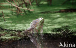 Groene leguaan (Iguana iguana)