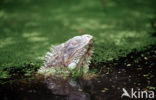 green iguana (Iguana iguana)