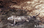 green iguana (Iguana iguana)