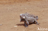 green iguana (Iguana iguana)