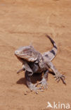 Groene leguaan (Iguana iguana)