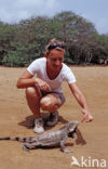 green iguana (Iguana iguana)