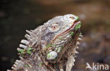 Groene leguaan (Iguana iguana)