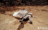 Groene leguaan (Iguana iguana)