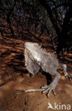 Groene leguaan (Iguana iguana)