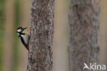 Grote Bonte Specht (Dendrocopos major)