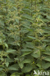 Stinging Nettle (Urtica dioica)