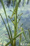 Grote egelskop (Sparganium erectum erectum)