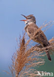 Great Reed-Warbler (Acrocephalus arundinaceus)