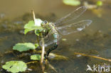 Grote keizerlibel (Anax imperator)