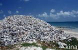 pink conch