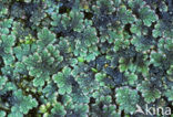 Grote kroosvaren (Azolla filiculoides)