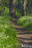 Greater Stitchwort (Stellaria holostea)