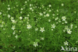 Greater Stitchwort (Stellaria holostea)
