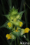 Greater Yellow-rattle (Rhinanthus angustifolius)