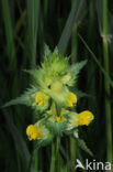 Greater Yellow-rattle (Rhinanthus angustifolius)