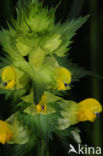Greater Yellow-rattle (Rhinanthus angustifolius)