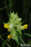Greater Yellow-rattle (Rhinanthus angustifolius)