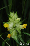 Grote ratelaar (Rhinanthus angustifolius)