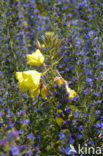 Small-flowered Early Primrose (Oenothera erythrosepala)