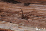 Grote trilspin