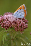 Grote vuurvlinder (Lycaena dispar) 