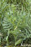 Greater Waterparsnip (Sium latifolium)