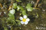 Grote waterranonkel (Ranunculus peltatus)