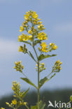 Yellow Loosestrife (Lysimachia vulgaris)