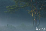 Scots Pine (Pinus sylvestris)