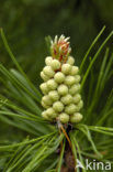 Grove den (Pinus sylvestris)