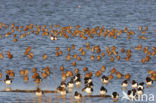 Grutto (Limosa limosa) 