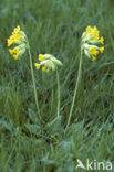 Cowslip (Primula veris)