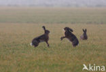 Haas (Lepus europaeus)