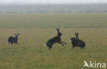 Haas (Lepus europaeus)