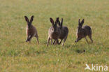 Brown Hare (Lepus europaeus)