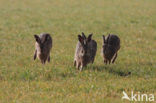 Brown Hare (Lepus europaeus)